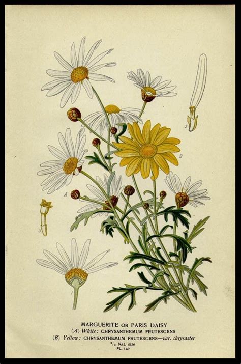 1896 Edward Step Original Antique Botanical Print Paris Daisy Etsy