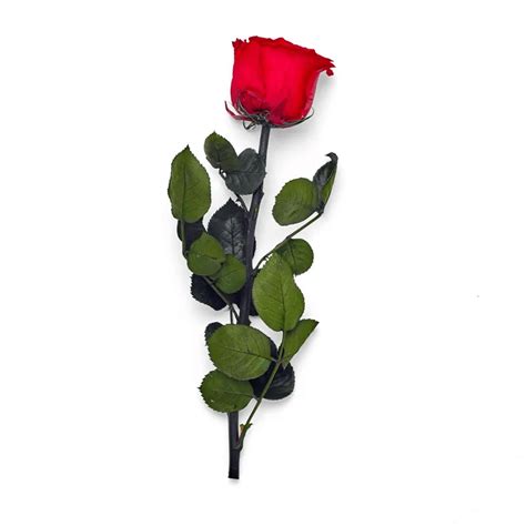 Preserved Red Rose Stem Mubaraklondon