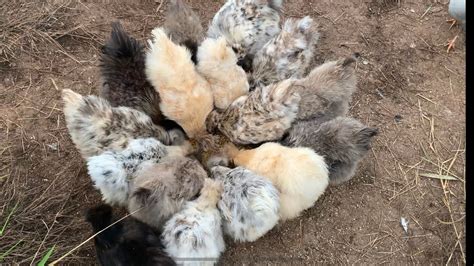 2週間で21羽の雄鶏が鶏との暮らし YouTube