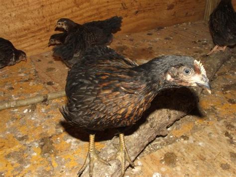 black sex link pullet or what prove my mil wrong page 5 backyard chickens learn how to