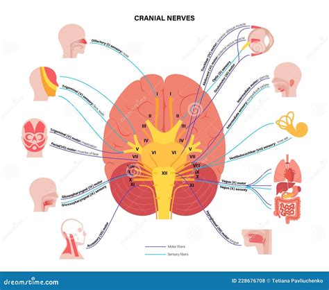 Cranial Nerves In Humans Brain Cartoon Vector Cartoondealer Com My