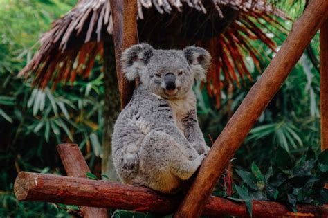 Where To Spot Places To See Koalas In Melbourne