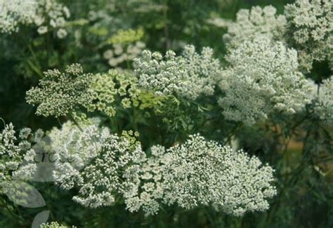 Pin On Sublime Umbellifers