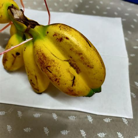 A Twin Banana Rmildlyinteresting