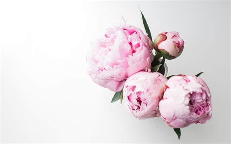 Peony Wallpapers Free Download