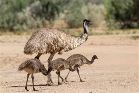 40 Emu Facts About Australias Favorite Bird