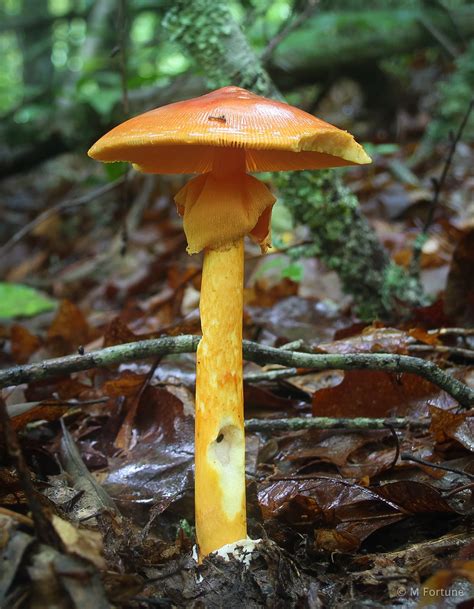 American Caesars Mushroom Amanita Jacksonii M Fortune Flickr