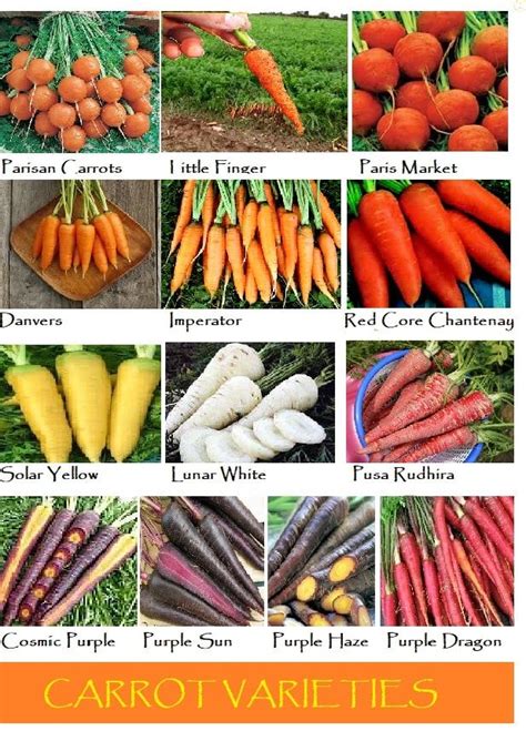 Carrots Fruit Or Veg Unveiling The Mystery Behind Carrot