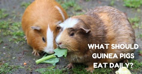 What Should Guinea Pigs Eat Daily Pets Academic
