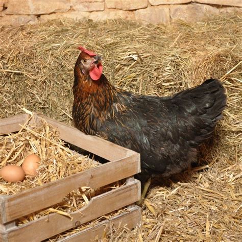 Poules Pondeuses Fermières Les Volailles De Nicolas