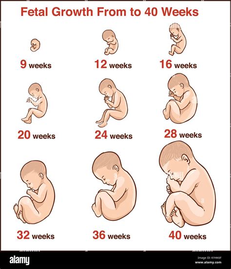 las etapas del embarazo el embarazo reproduccion humana images
