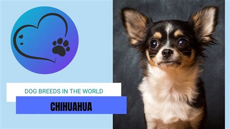 Chihuahua Breed Description Youtube