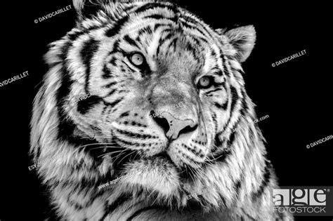 Powerful High Contrast Black And White Tiger Face Stock Photo Picture