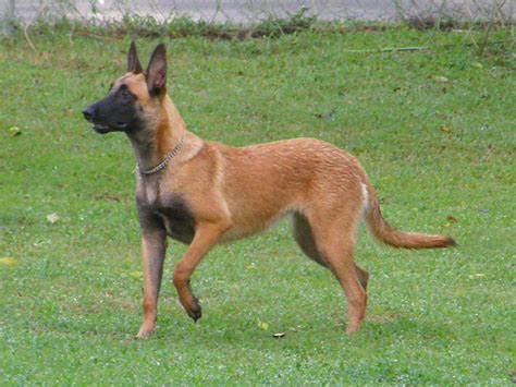 German Malinois Dog Breed Information Pictures And More