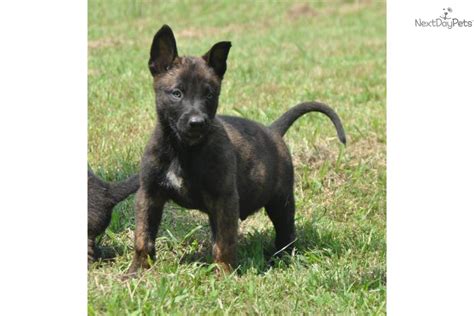 Advanced deposit/reservations are accepted to get on the waiting list. Dutch Shepherd puppy for sale near Atlanta, Georgia ...