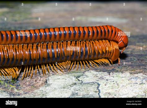 Millipedes Two Millipedes Class Diplopoda On Top Of Each Other