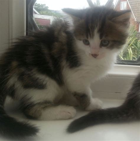 Cute Fluffy Tabby And White Kitten Preston Lancashire
