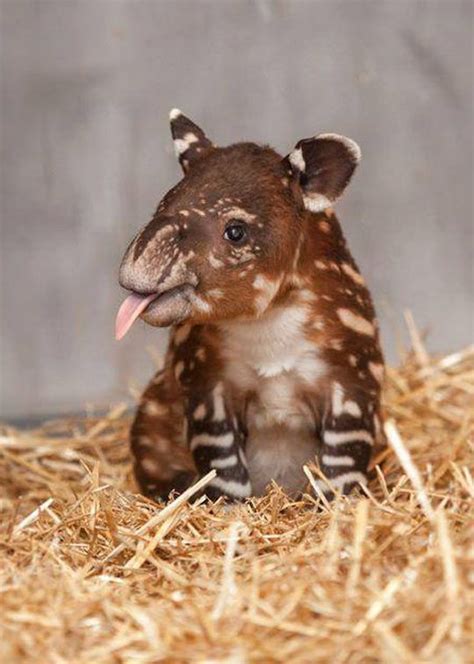 An Unusual Cuteness A Baby Tapir Cute Baby Animals Baby Animals Cute Animals