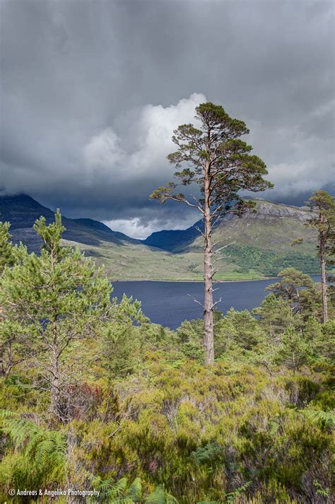 Caledonian Pine Forest In The Beinn Eighe National Nature Reserve Loch