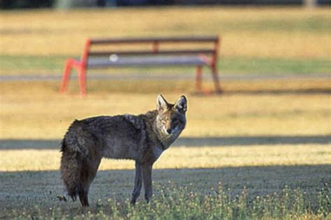9 Tips For Coexisting With Coyotes Kane County Connects
