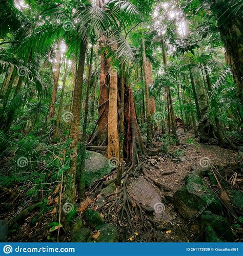 Tropical Palms Large Fig Tree Rainforest Landscape Stock Photo Image