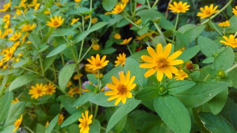 Ini bukan masalah keberuntungan, tetapi masalah pemahaman, bunga liar itu seperti manusia. Bunga Matahari Mini D Kebunpedia