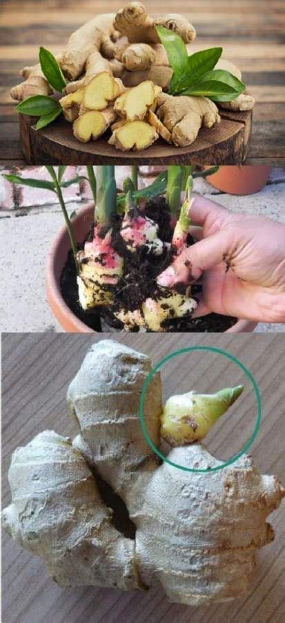 How To Grow Ginger Indoors Pots 31 Ideas Growing Ginger Indoors Growing Ginger Growing