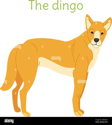 Dingo Standing Stock Vector Images Alamy