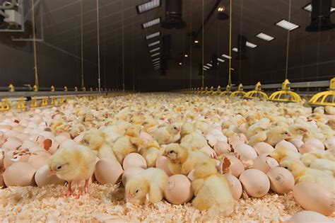 On Farm Hatching Canadian Poultry Magazinecanadian Poultry Magazine