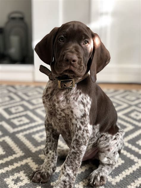 German Shorthaired Pointer Puppies For Sale Uk Snewgs
