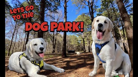 Golden Retrievers Play At A New Dog Park Youtube