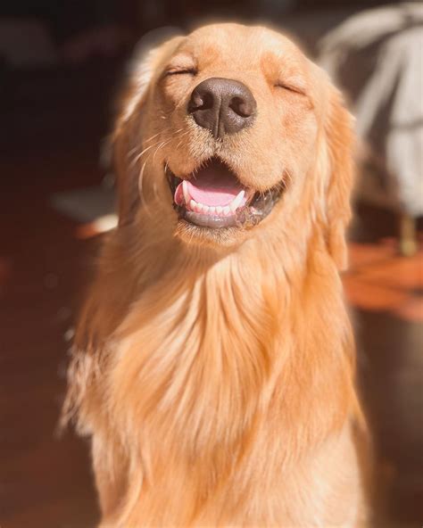 14 Things Golden Retriever Owners Must Never Forget The Dogman