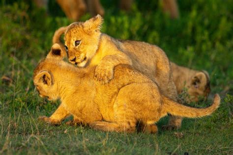 Two Lion Cubs Play Fight On Grass Stock Image Image Of Grassland