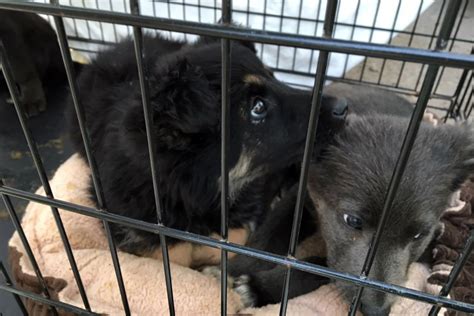 These Cute Rescue Puppies Are Heading To Sudbury Sudbury News