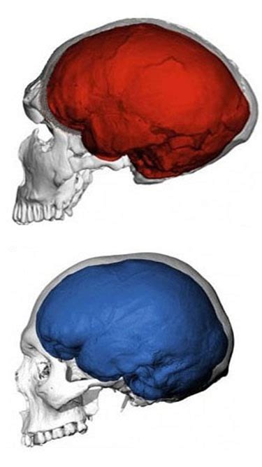 Sex With Humans Made Neanderthals Extinct James Zaworskis Blog
