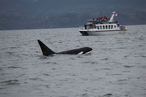 Whale Watching Tour In Victoria Bc