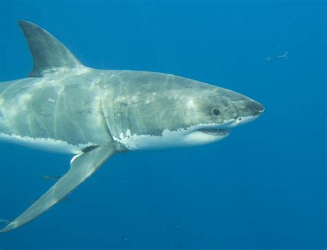 Great White Shark Animal Review