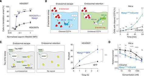 Perforin Is A Pore Forming Effector Of Endocytic Escape In Cross