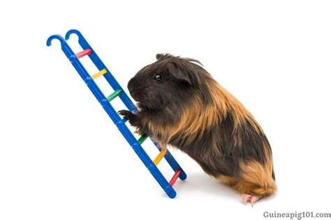 Can Guinea Pigs Jump How High From Cage Your Arms 2023