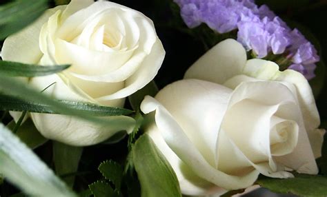 Most Beautiful White Flowers References Mdqahtani