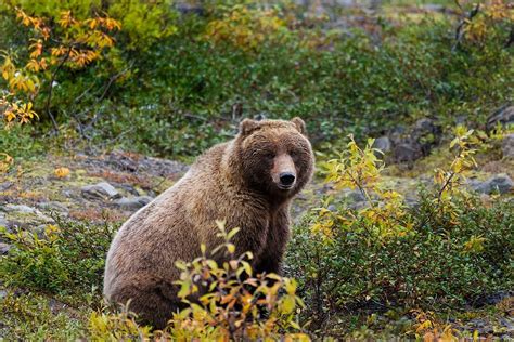 40 Grizzly Bear Facts About The Strongest Bear In The World