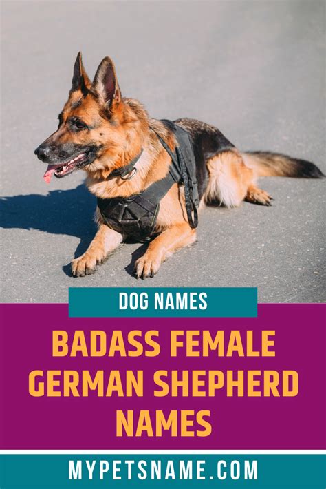 Badass Female German Shepherd Names Female German Shepherd German