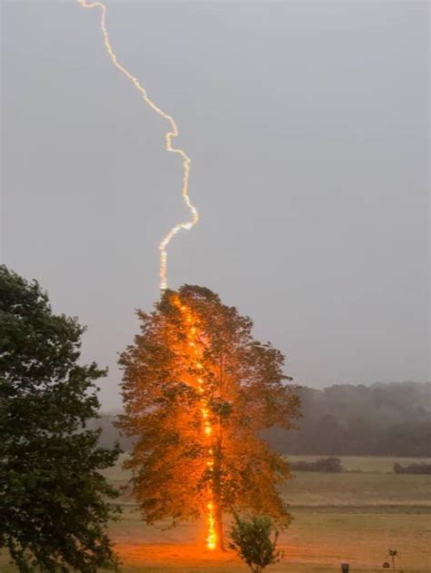 An Incredible Shot Showing The Raw Power Of Lightning Striking A Tree
