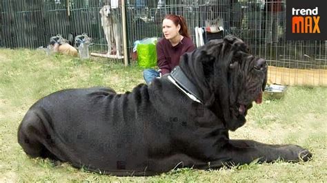 El Perro Más Grande Del Mundo Todos Desde Cero ️