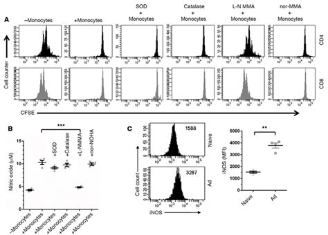 Ly6c Hi Monocytes Suppress T Cell Proliferation Through Inos A