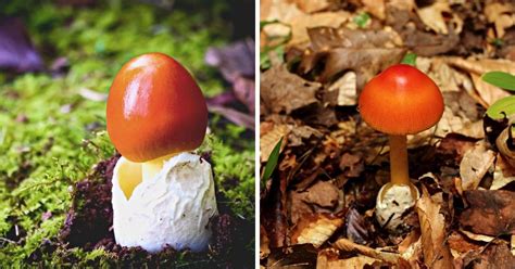 Amanita Caesarea The Edible Caesars Mushroom Mushroom Appreciation