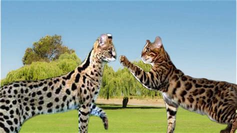 One or more colors swirled into the background color. Savannah Cat vs Bengal Cat - Understanding The Differences ...