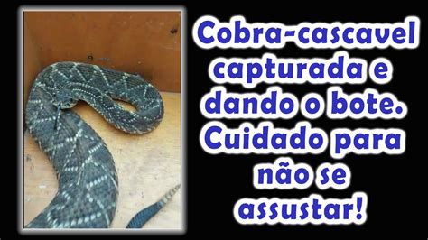Cobra Cascavel Capturada E Dando Bote Youtube