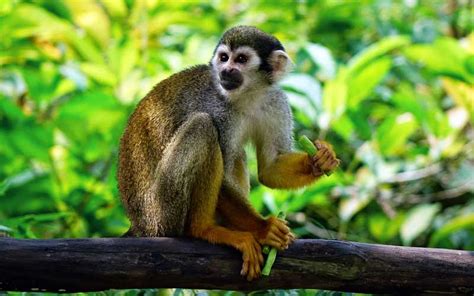Alimentación De Los Monos Información Y Características De Los Monos