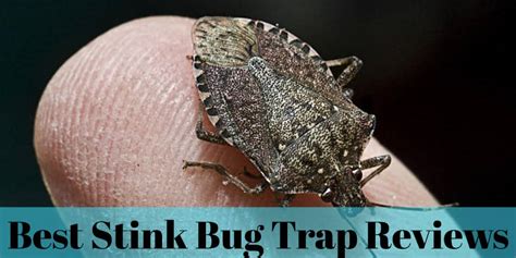Best Stink Bug Trap Reviews 2020 Insect Hobbyist